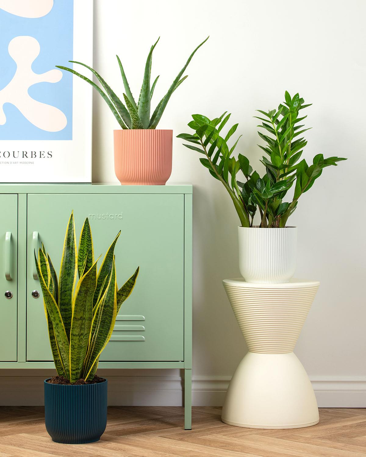 Air Purifying Bundle