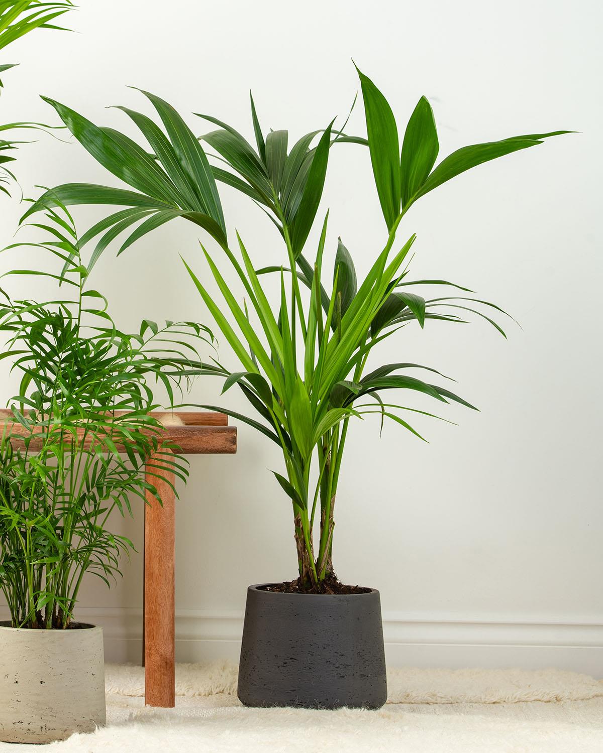 Tall Palm Tree Bundle