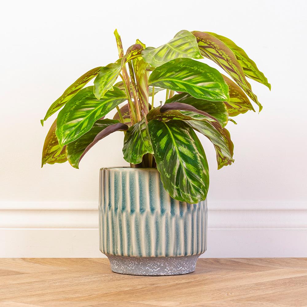 Sage Ceramic Pot