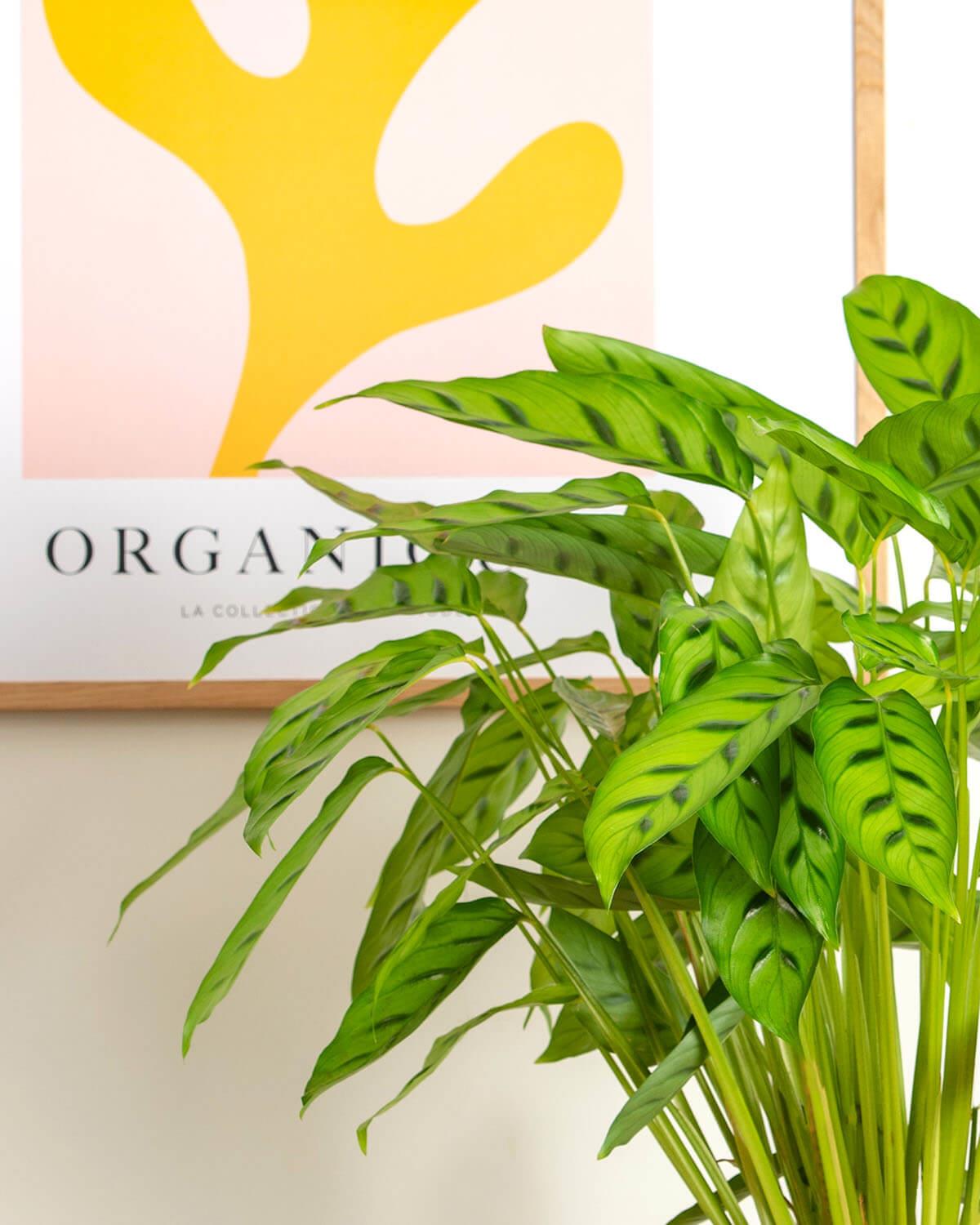 Leopardina Prayer Plant