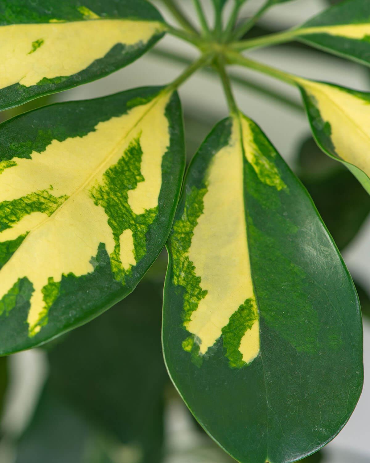 Golden Umbrella Tree
