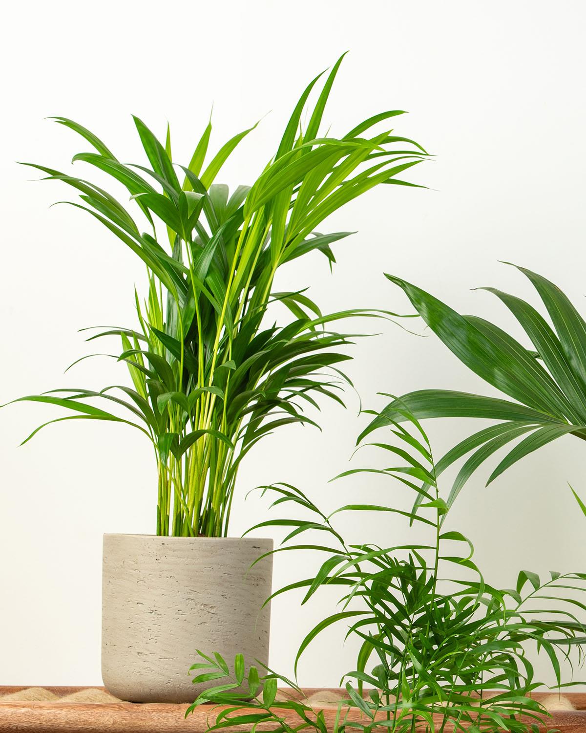 Tall Palm Tree Bundle