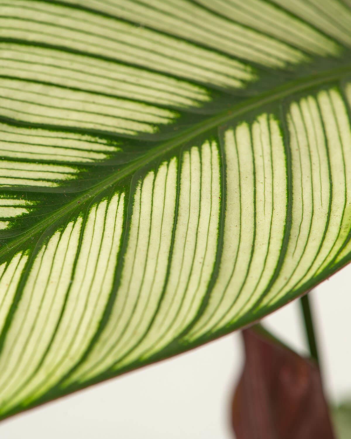 Whitestar Prayer Plant