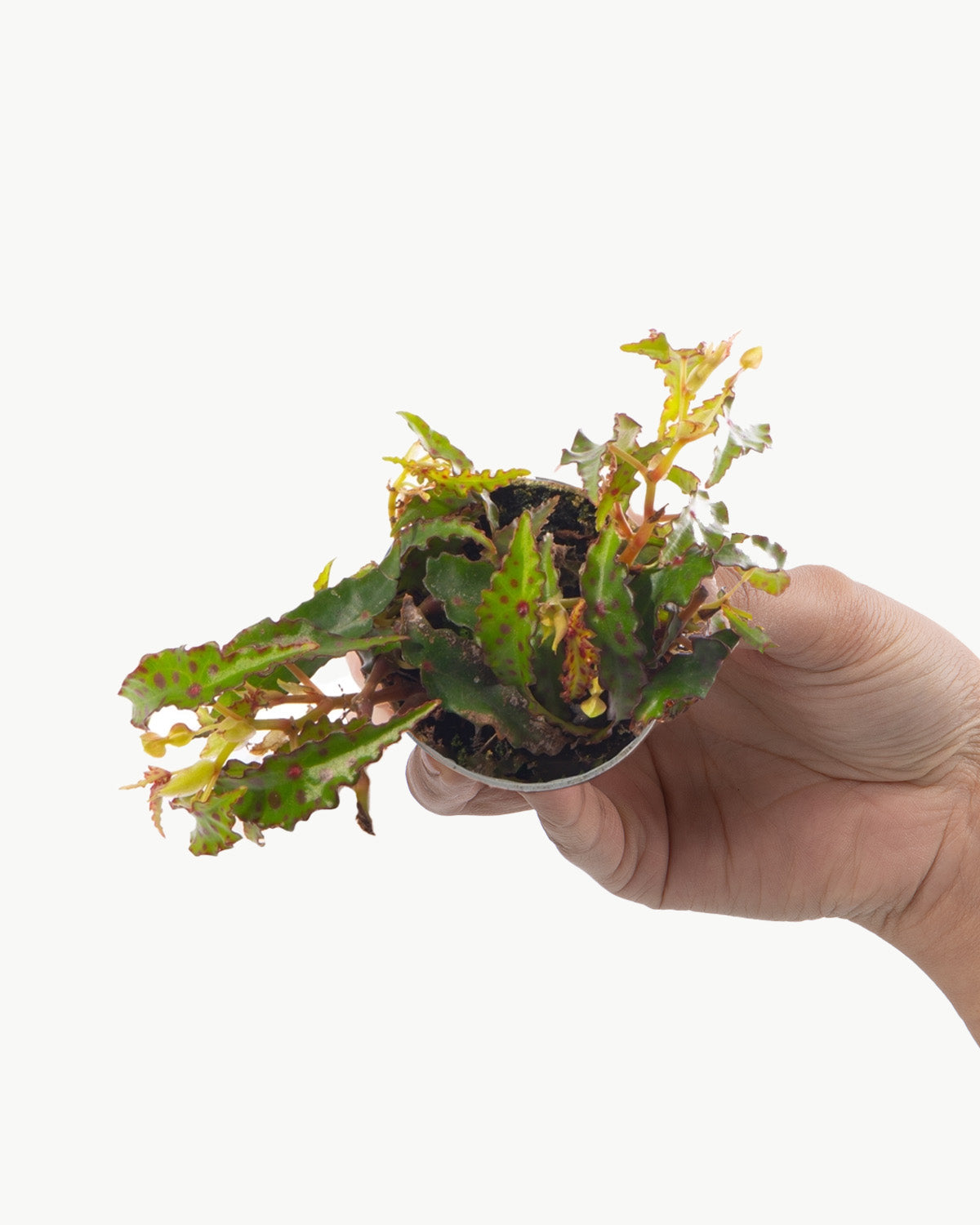 Lil' Begonia Butterfly