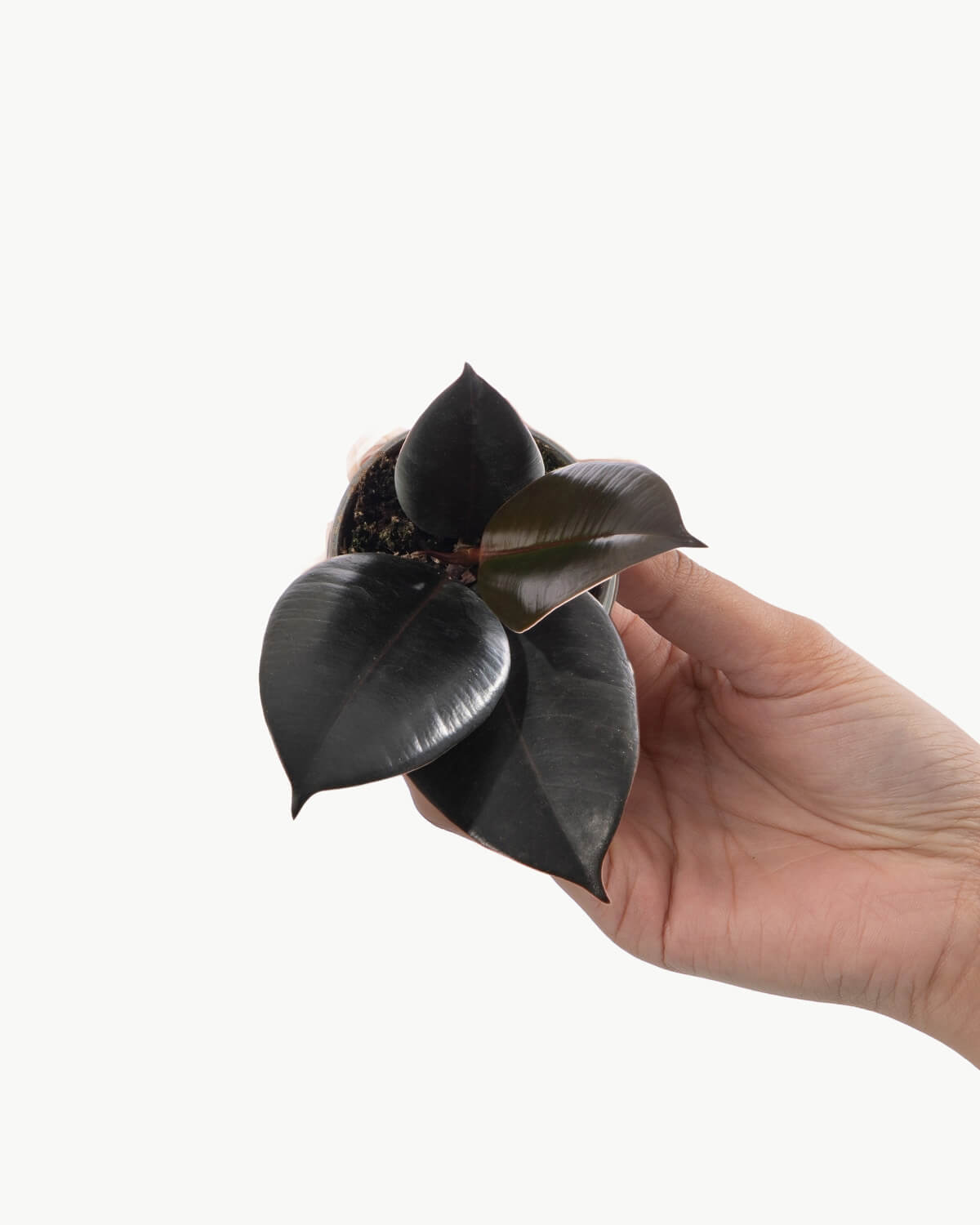 Lil' Rubber Plant