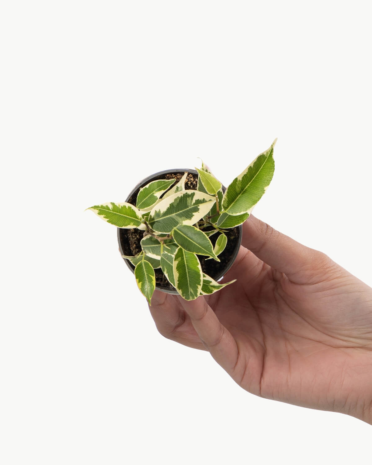 Lil' Variegated Weeping Fig