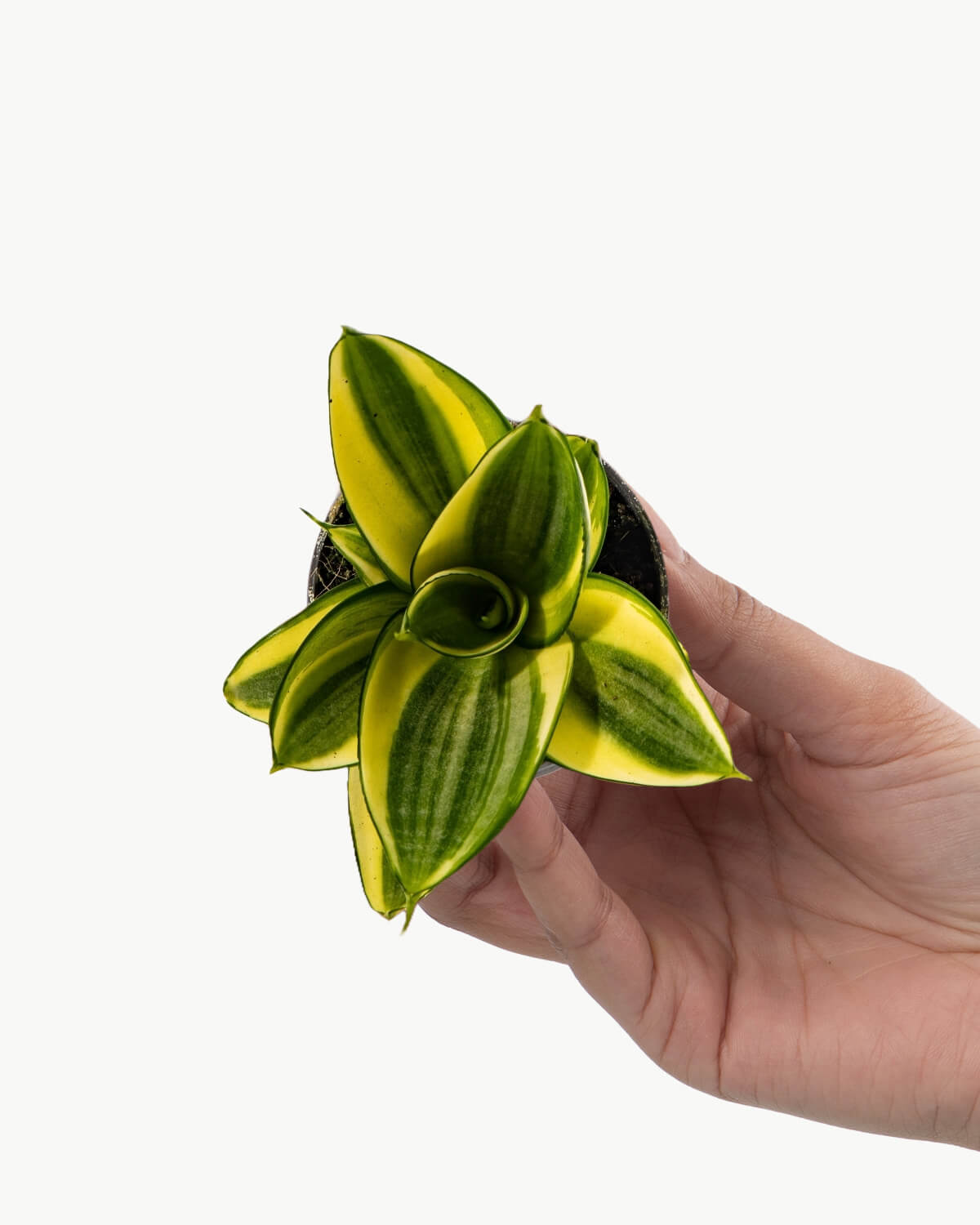 Lil' Birds Nest Snake Plant
