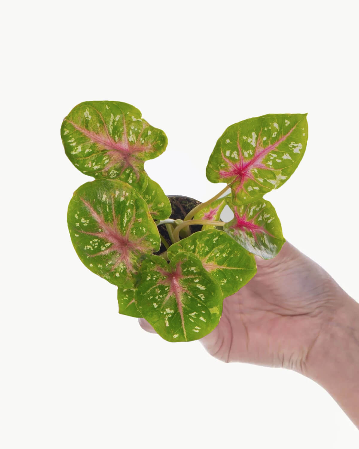 Lil' Angel Wings Casey