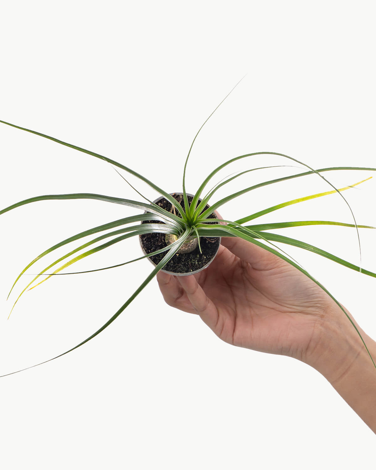 Lil' Ponytail Palm