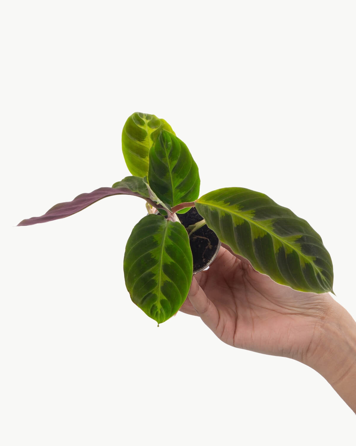 Lil' Warszewiczii Prayer Plant