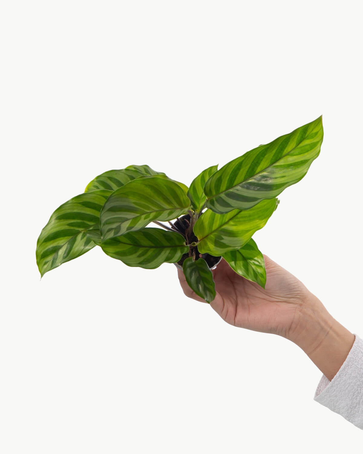 Lil' Freddie Prayer Plant