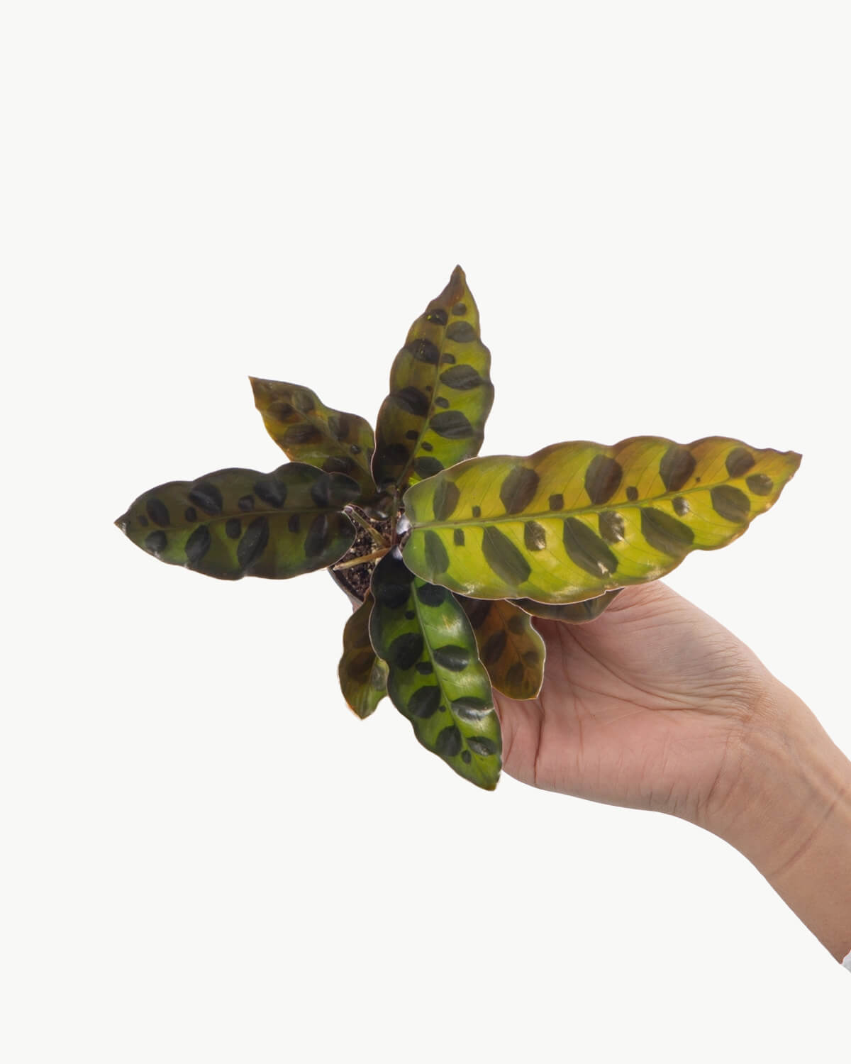 Lil' Lancifolia Prayer Plant