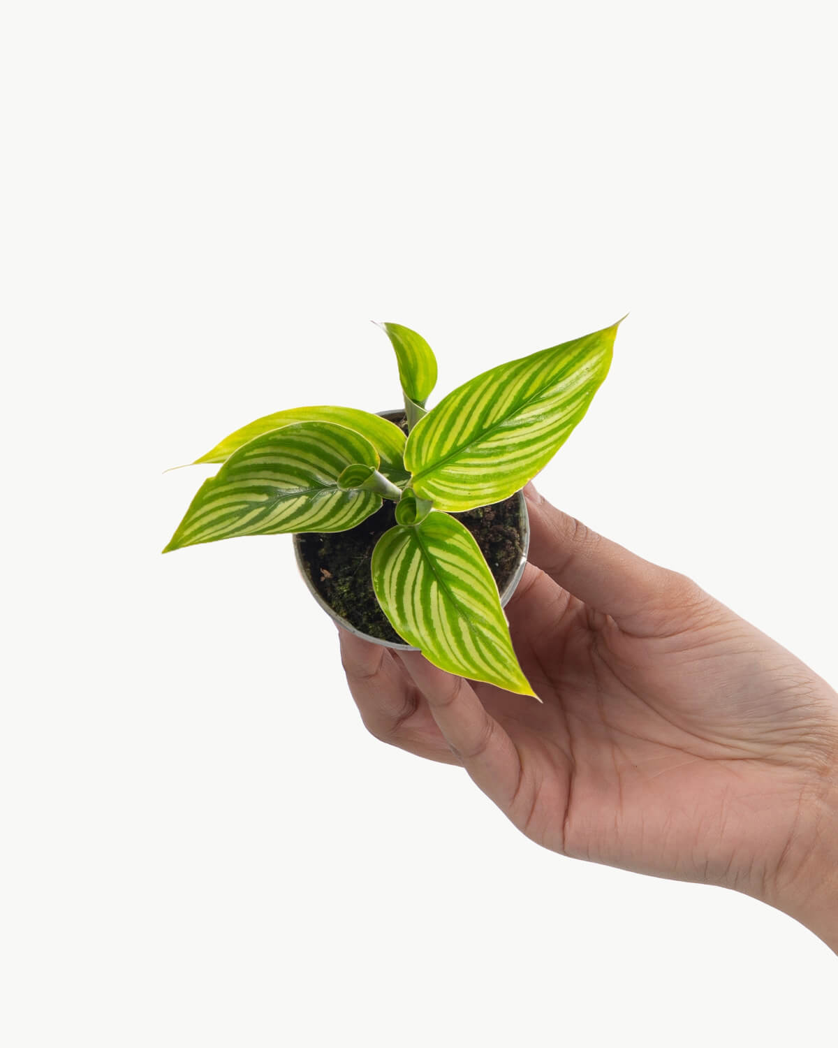 Lil' Vittata Prayer Plant