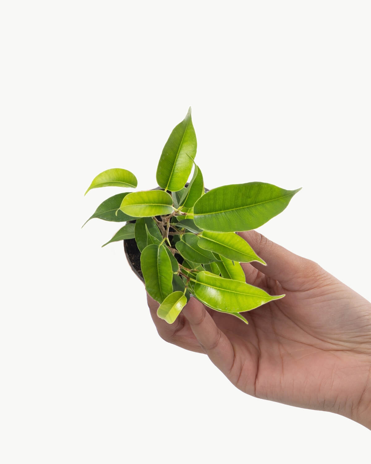 Lil' Weeping Fig