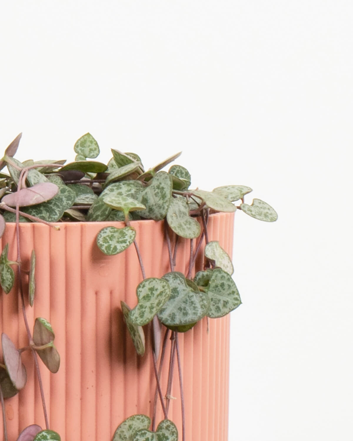 String of Hearts