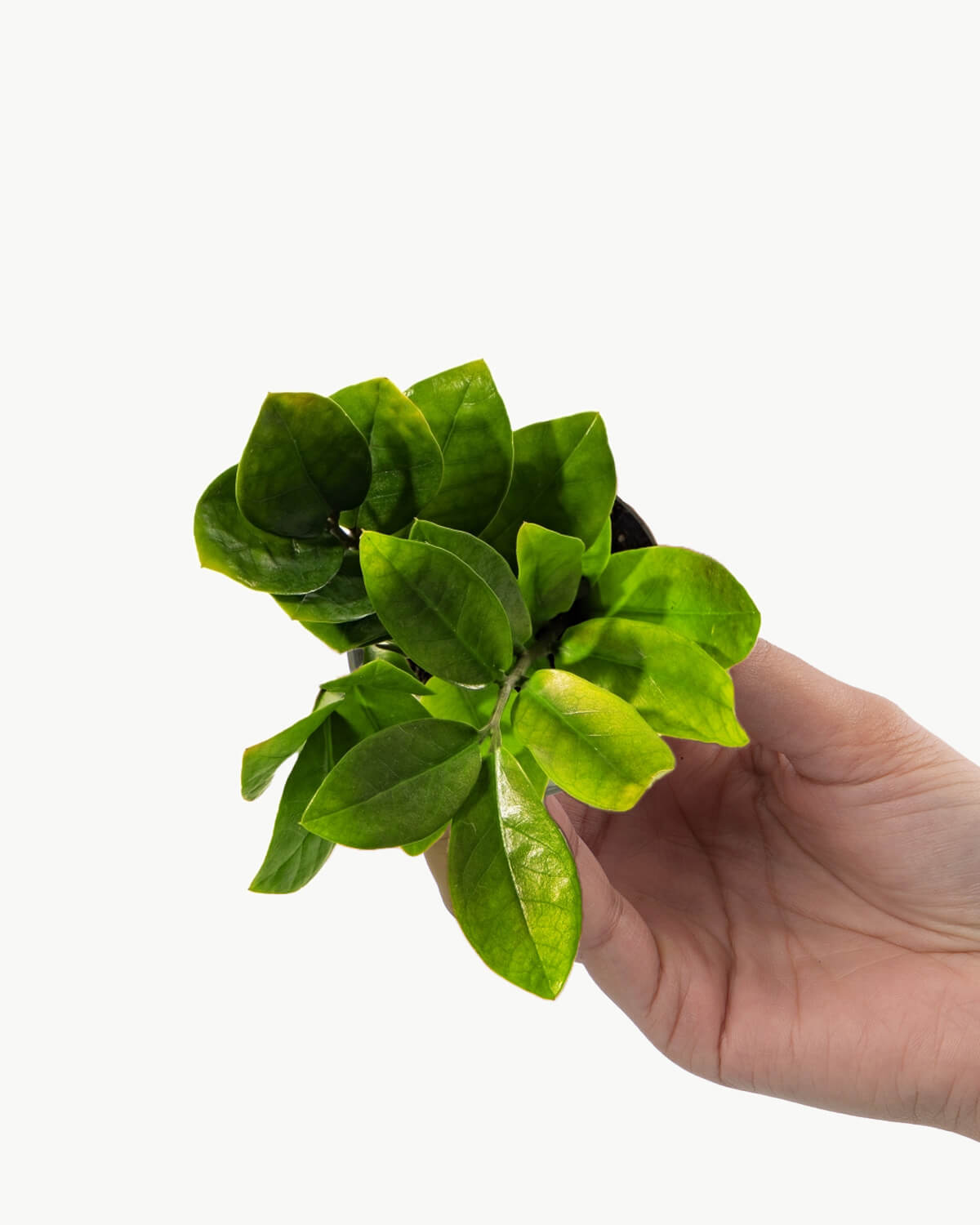 Lil' ZZ Plant