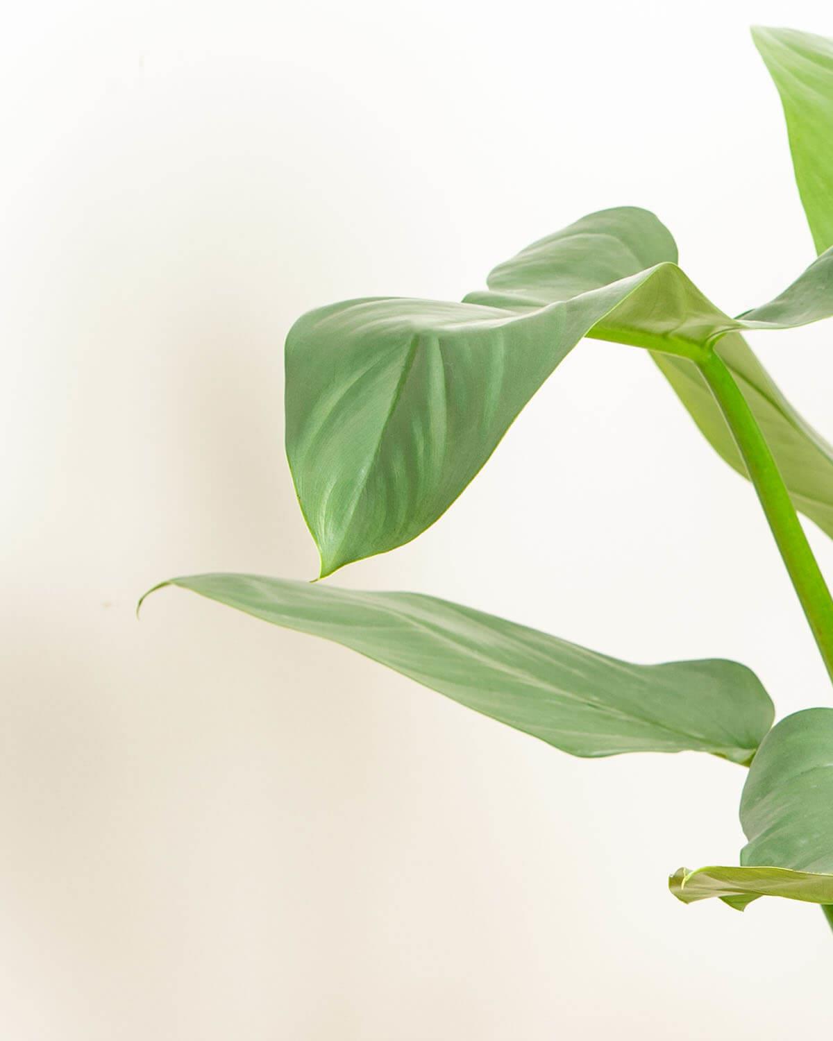Silver Queen Plant