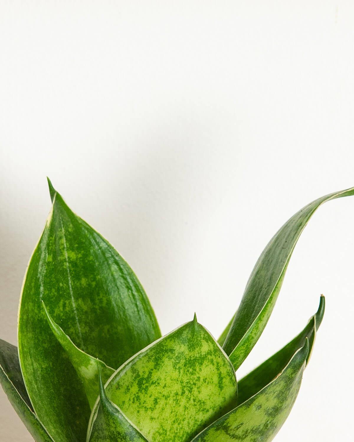 Lil' Snake Plant