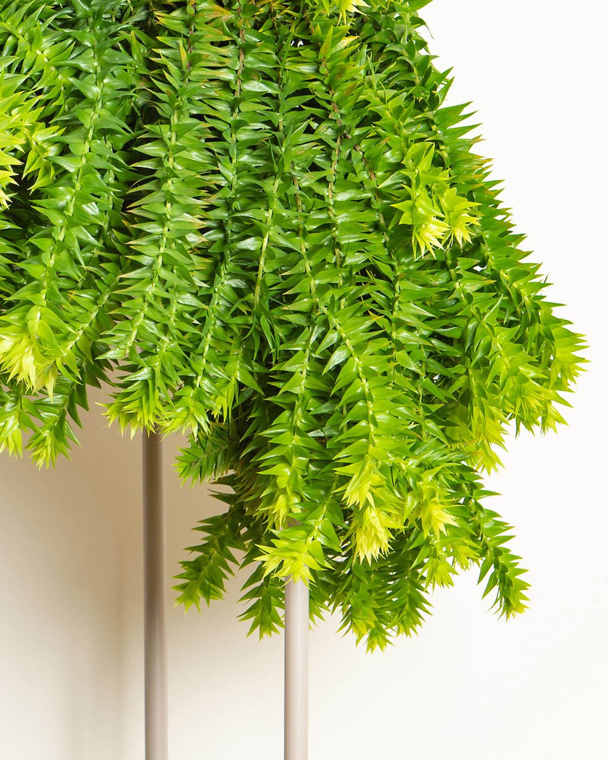 Tassel Fern