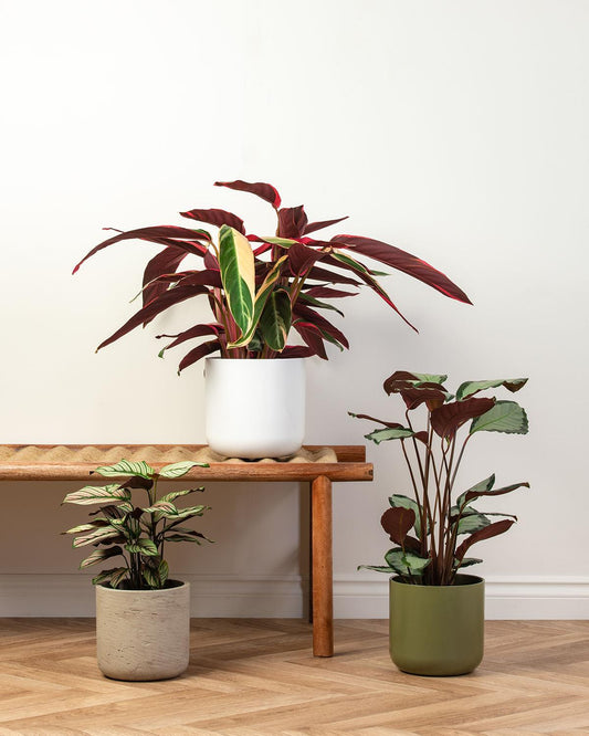 Calathea Bundle