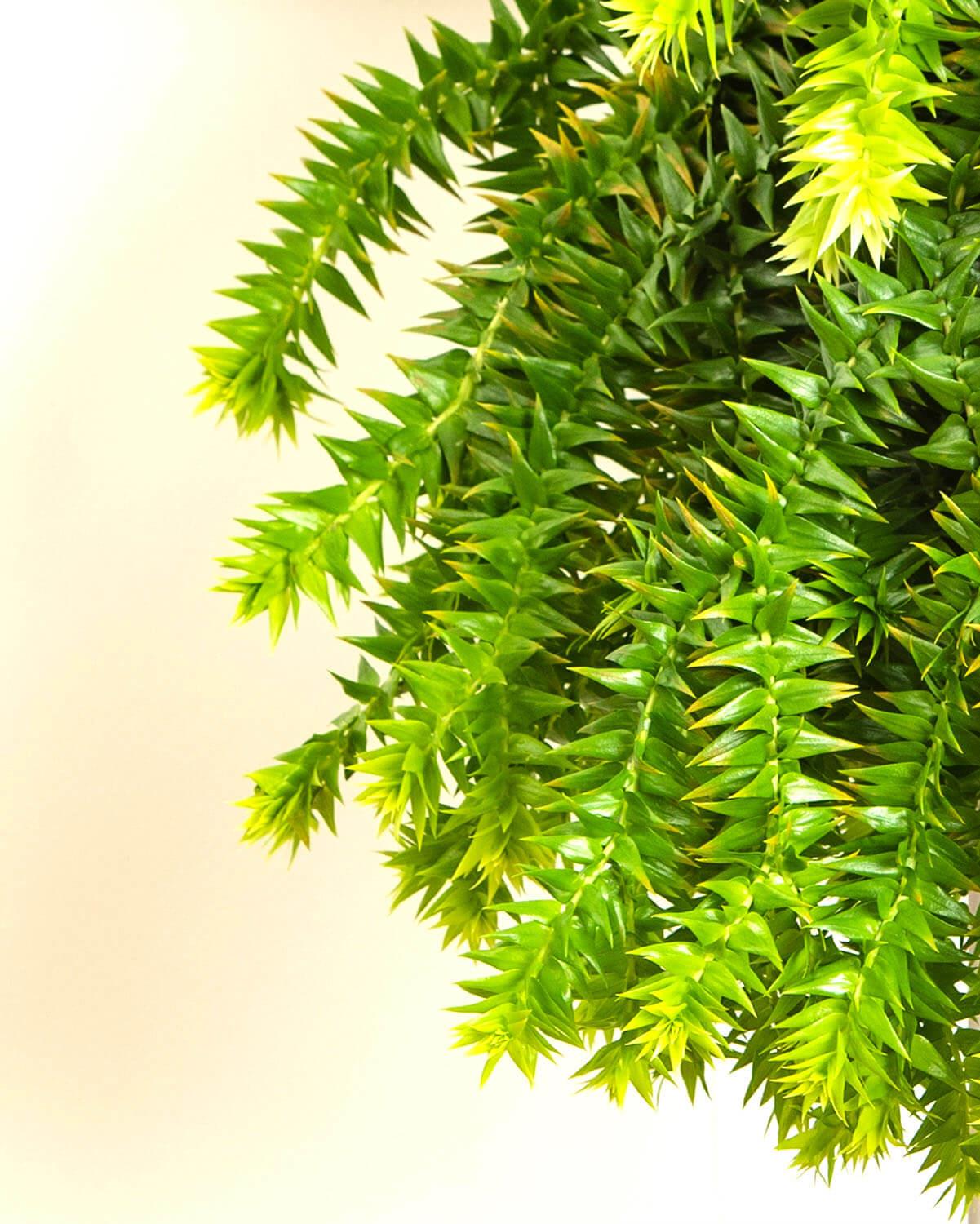 Tassel Fern