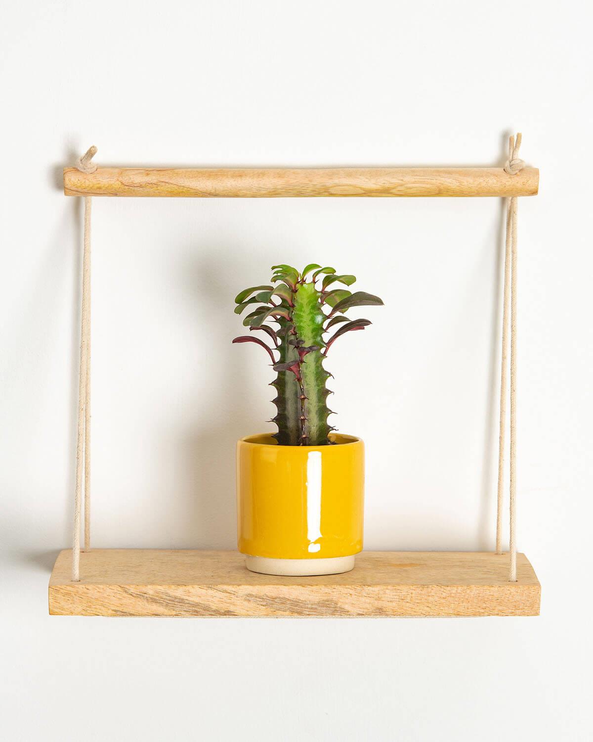 Lil' African Milk Tree