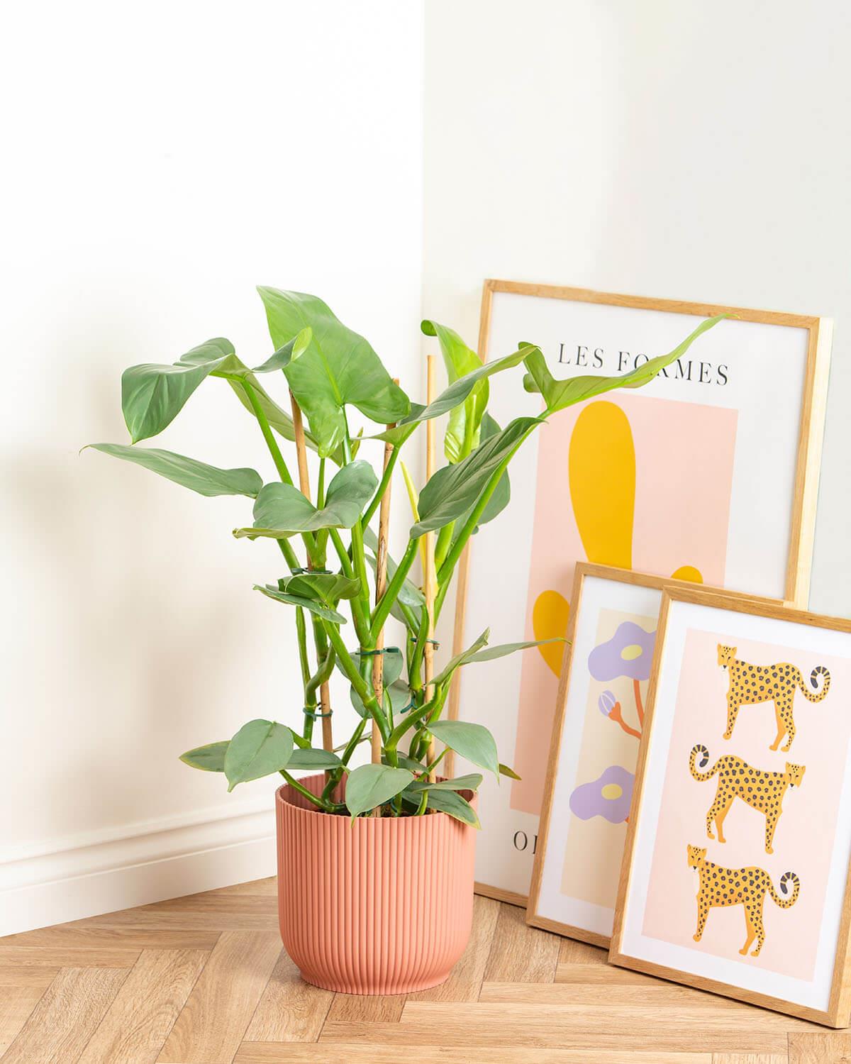 Silver Queen Plant | Philodendron Silver Sword