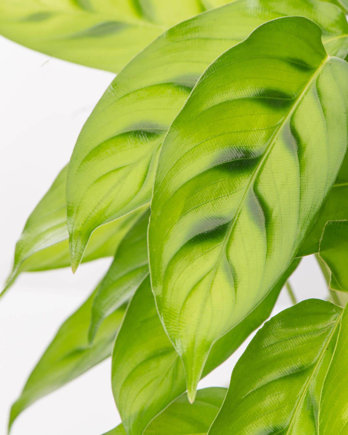Leopardina Prayer Plant