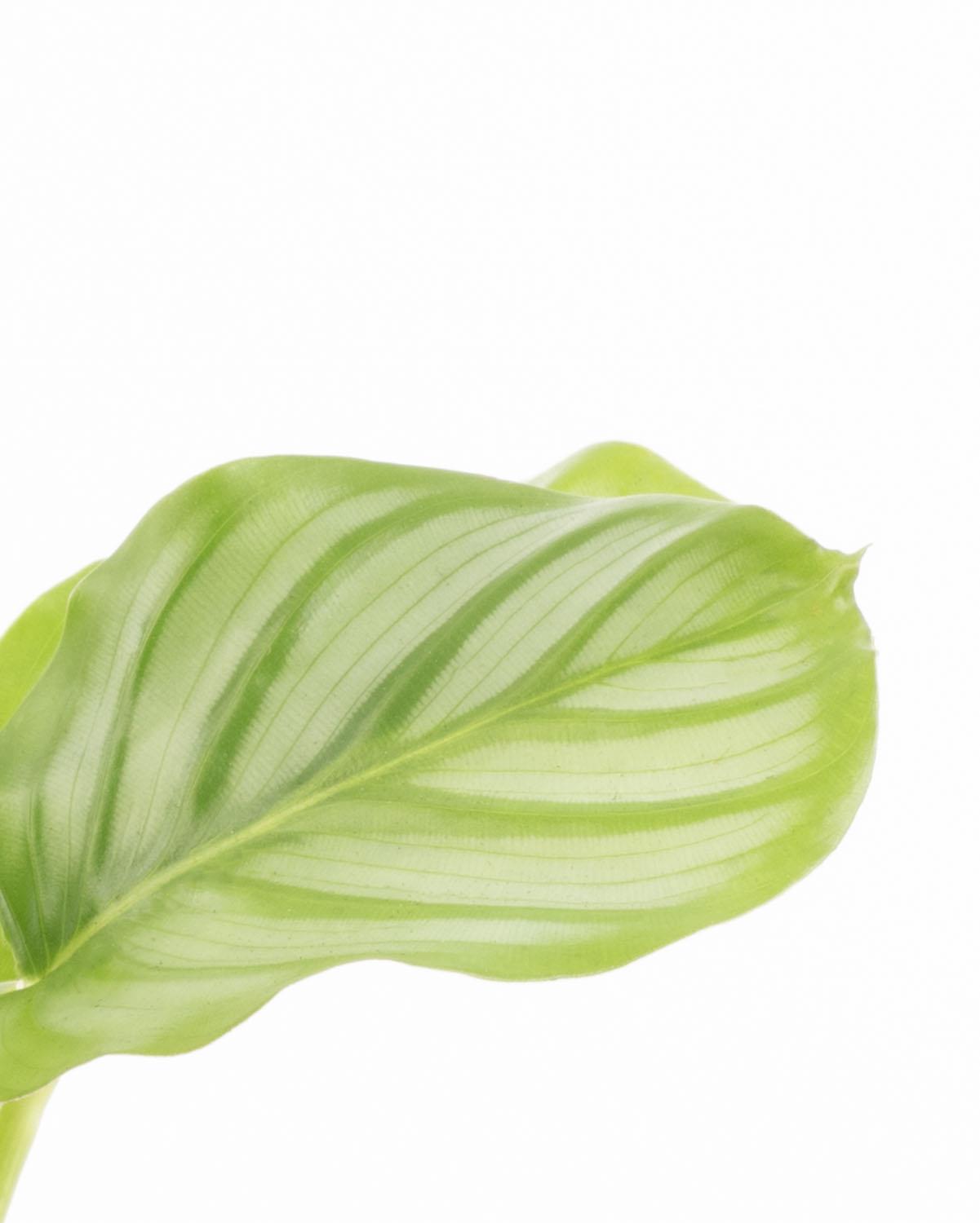 Lil' Orbifolia Prayer Plant