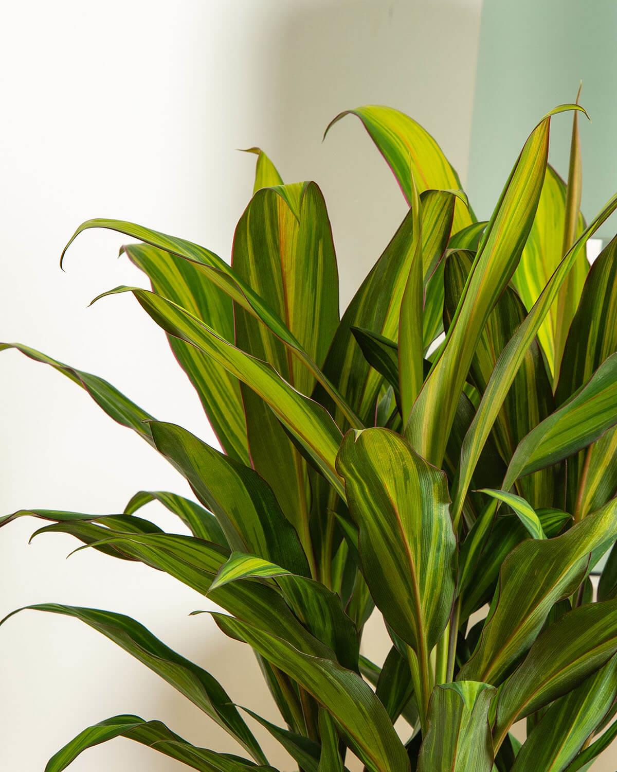 Cordyline Kiwi Leaves