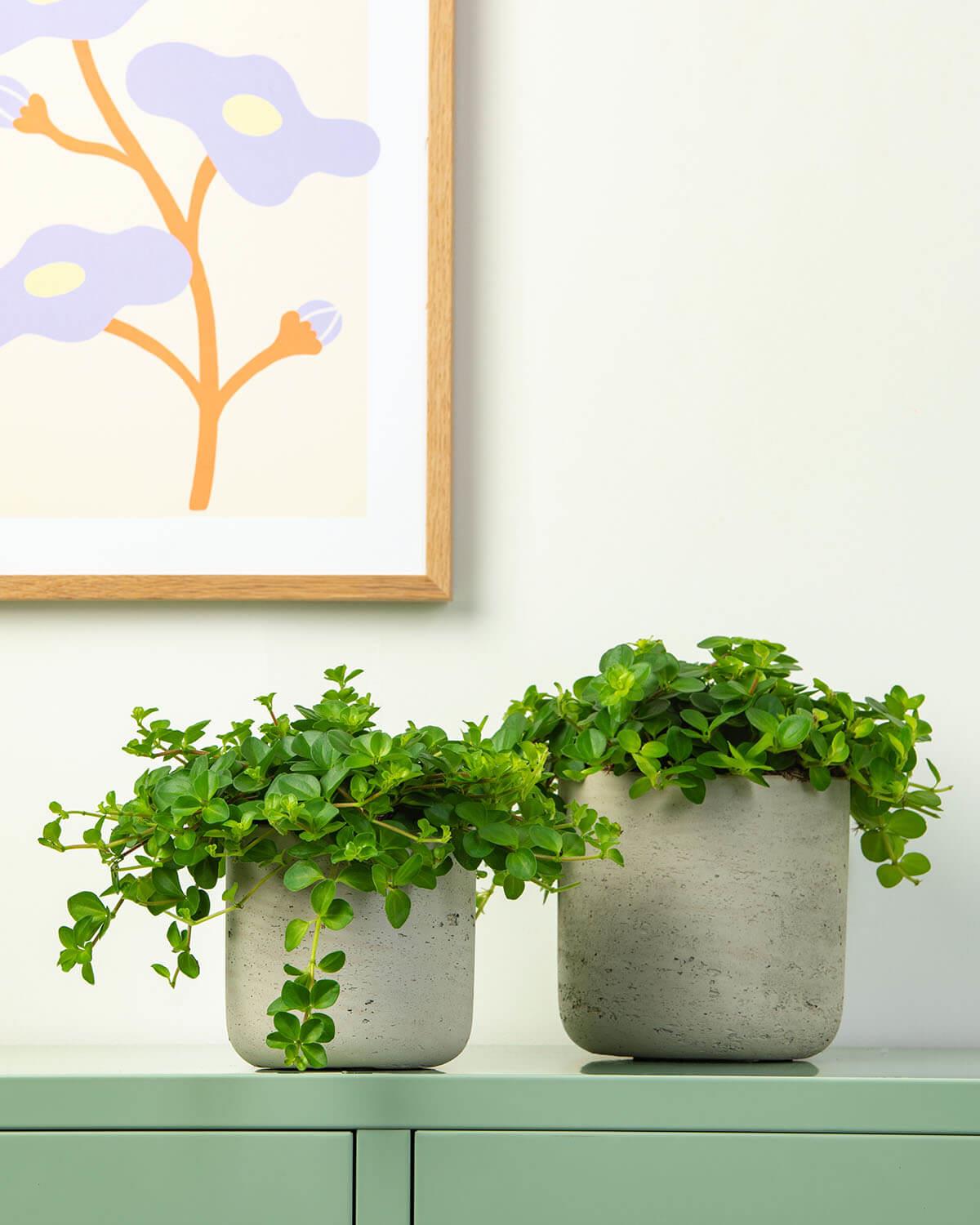 jade necklace plant peperomia Trailing Jade Plant | Peperomia Rotundifolia
