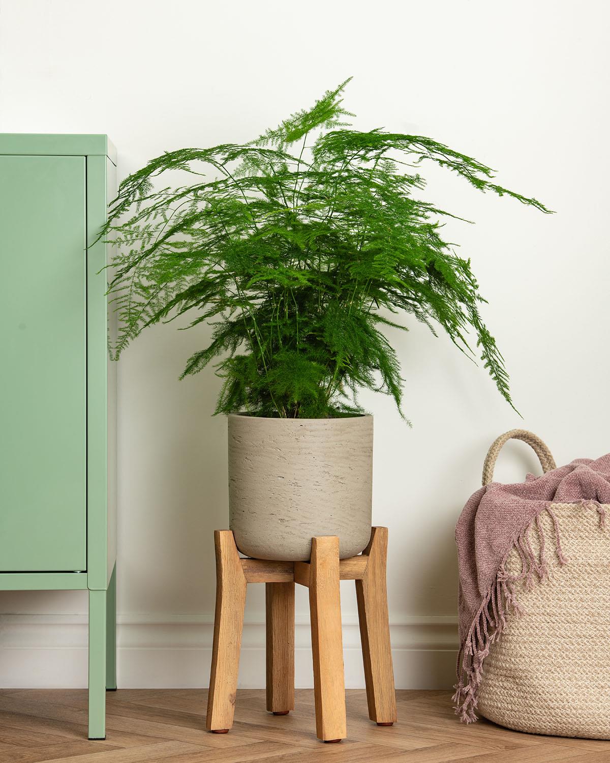 Medium Asparagus Fern