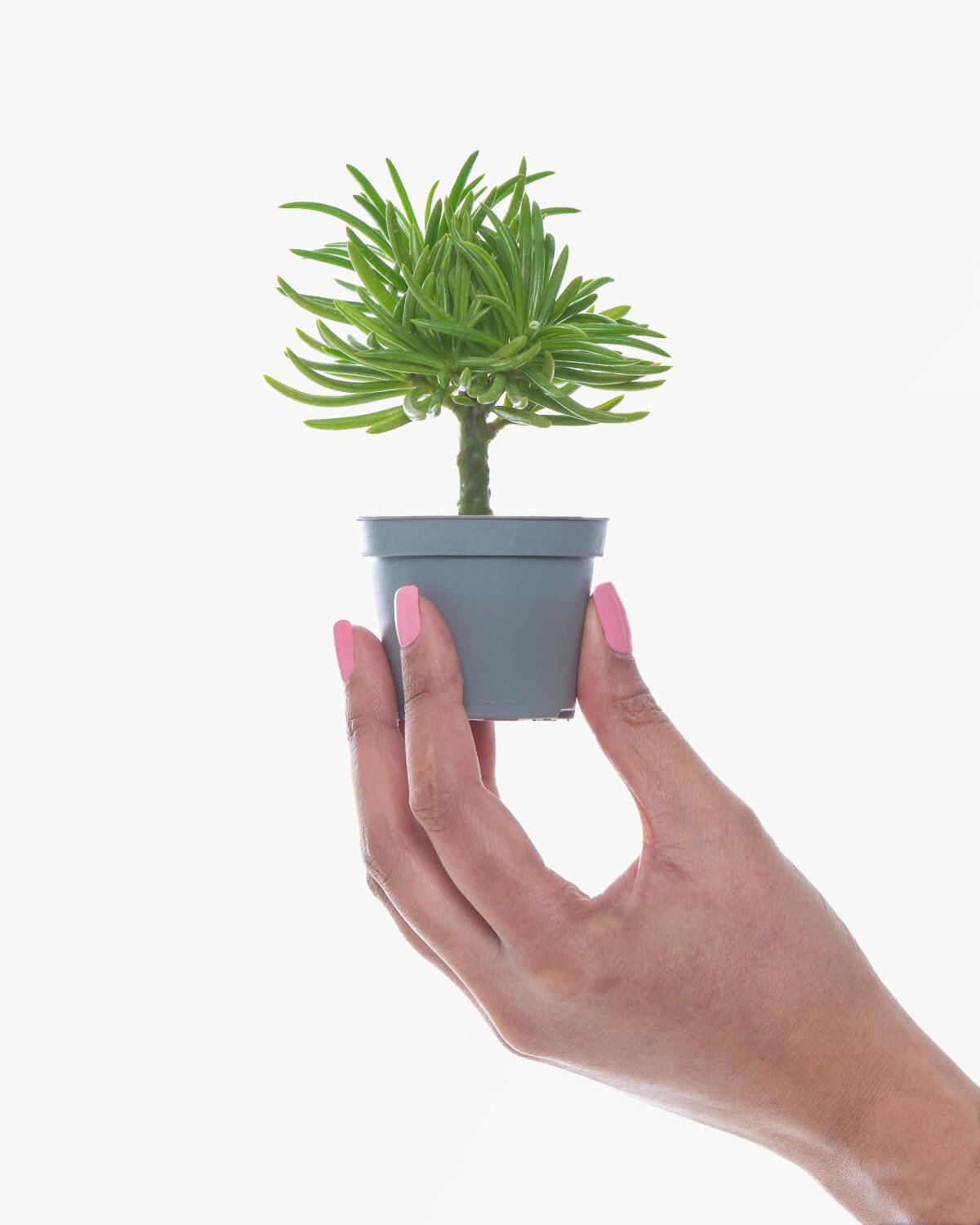 Lil' Senecio Himalaya