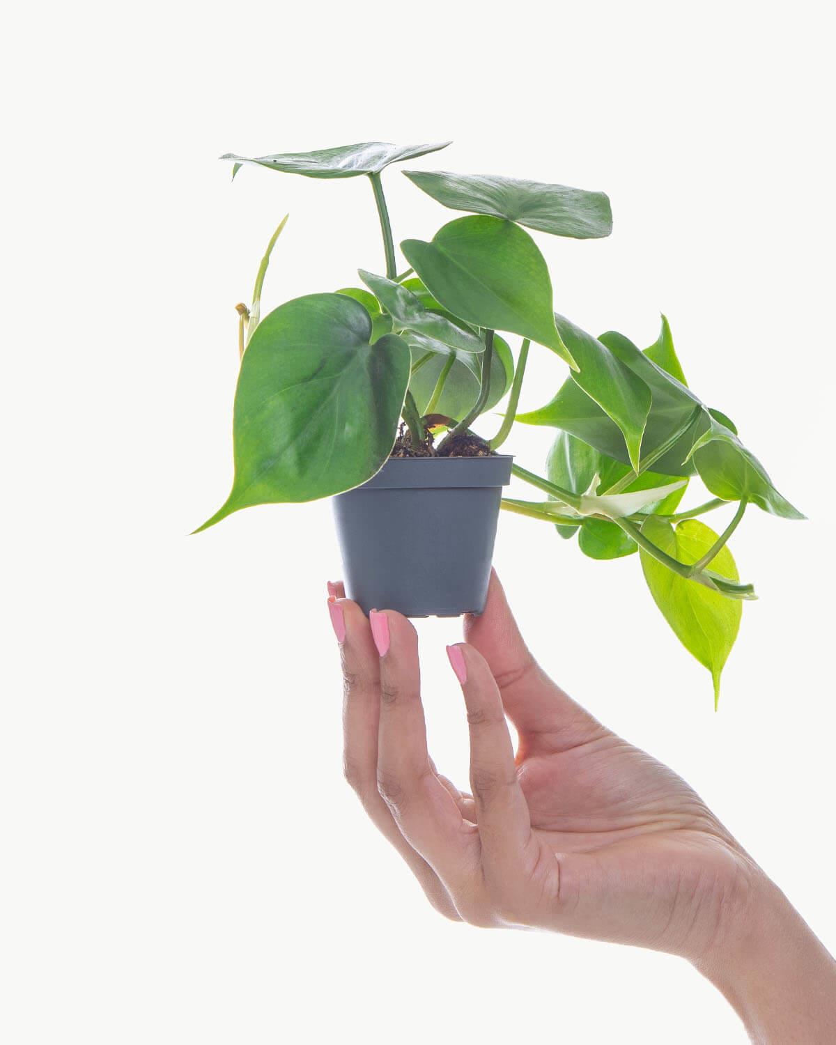 Lil' Sweetheart Plant