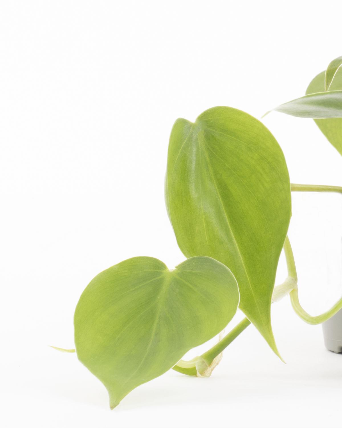 Lil' Sweetheart Plant