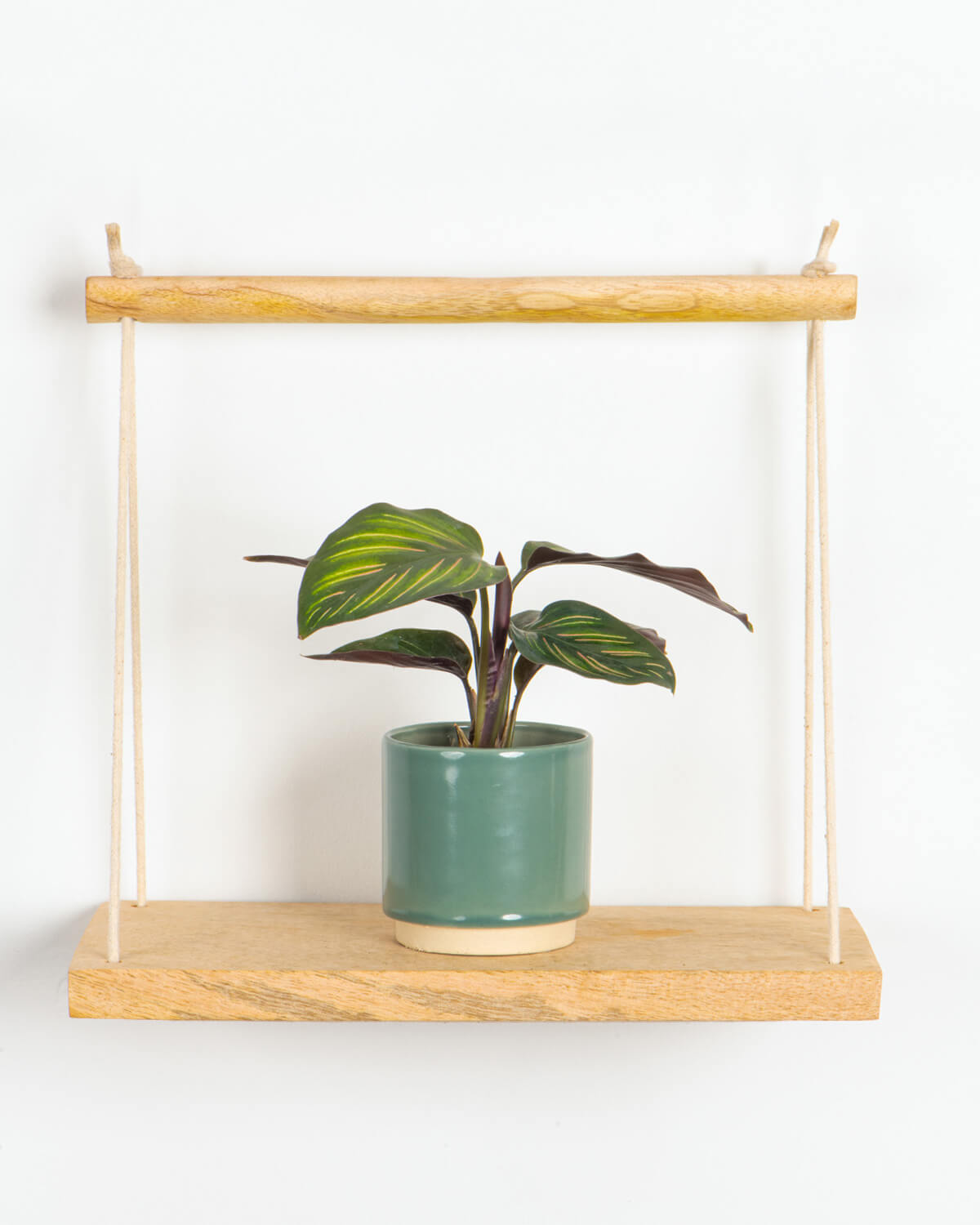Lil' Mieli Prayer Plants | Baby Plant