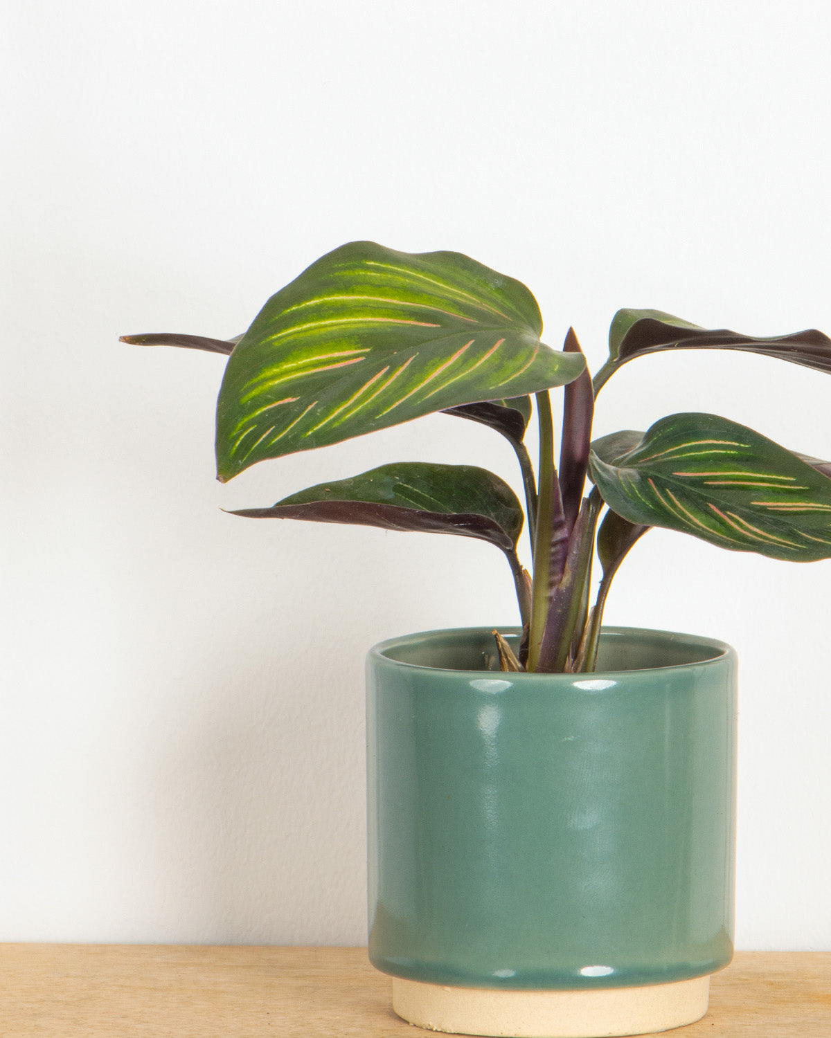 Lil' Mieli Prayer Plant