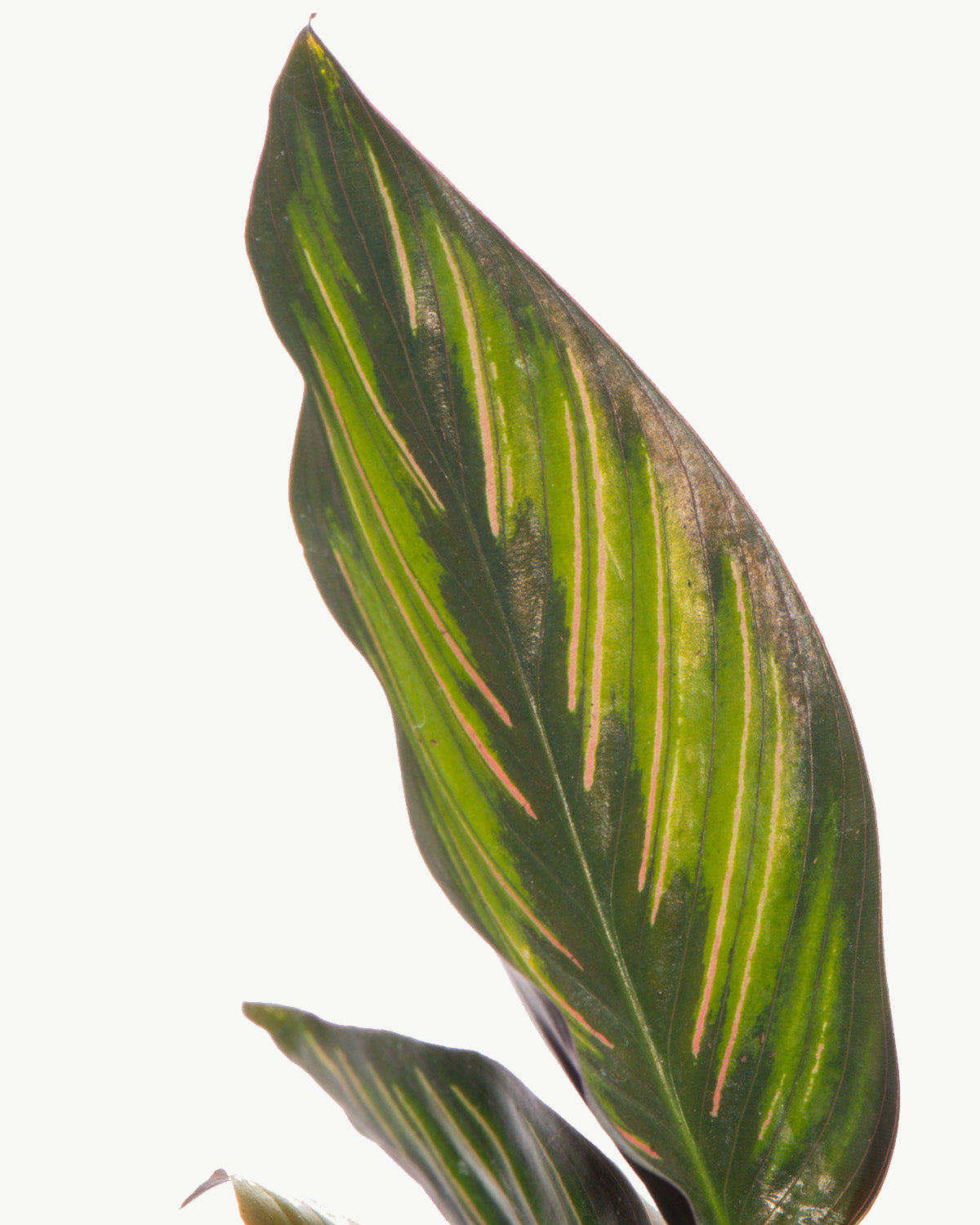 Lil' Mieli Prayer Plant