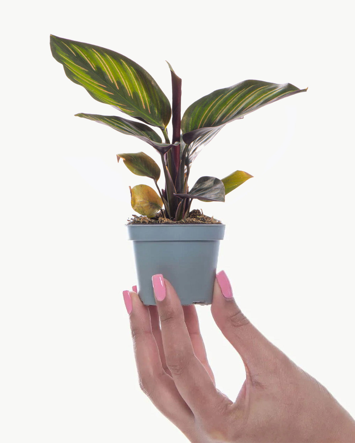 Lil' Mieli Prayer Plant