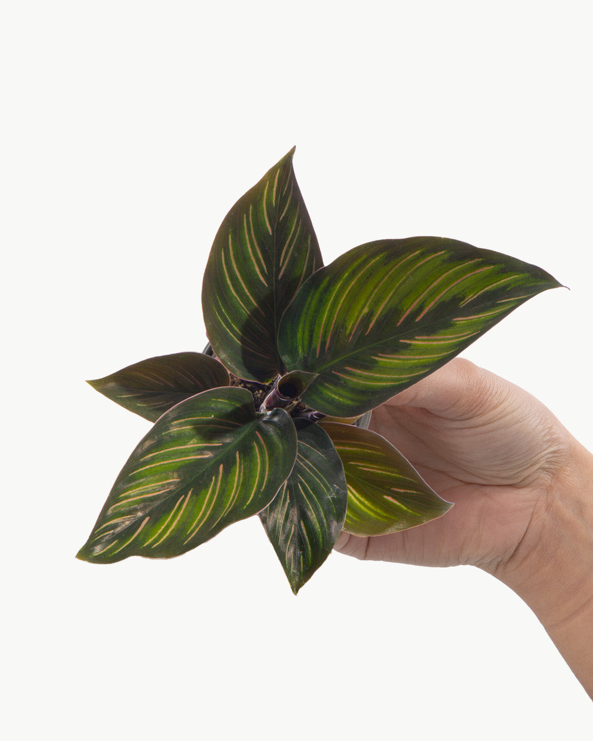 Lil' Mieli Prayer Plant