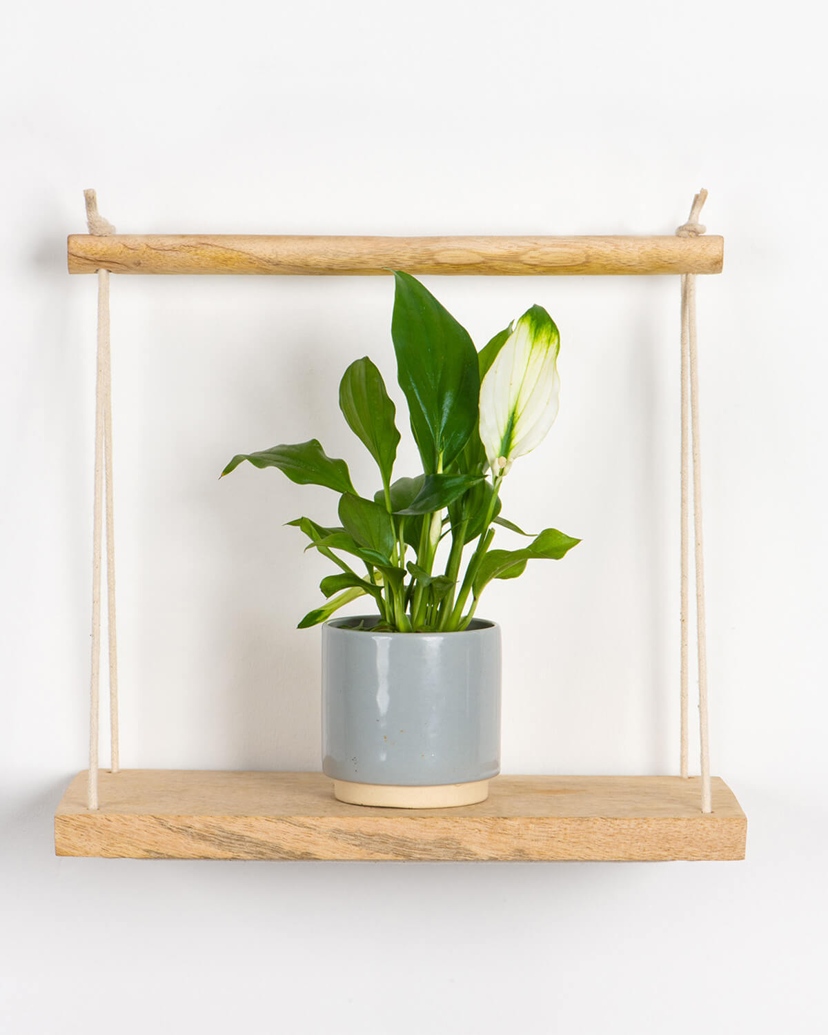 peace lily uk delivery Lil' Peace Lily | Baby Plant