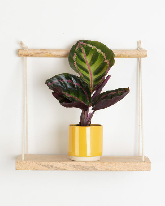 Lil' Medallion Prayer Plant