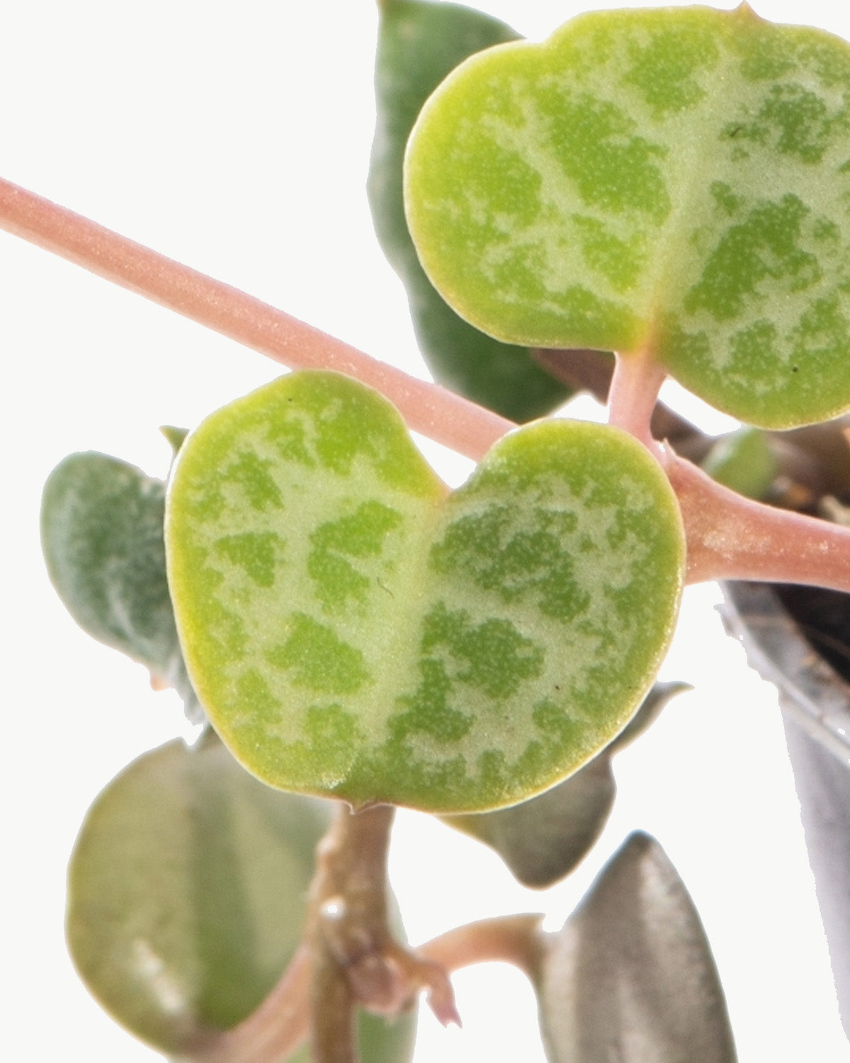 Lil' String of Hearts