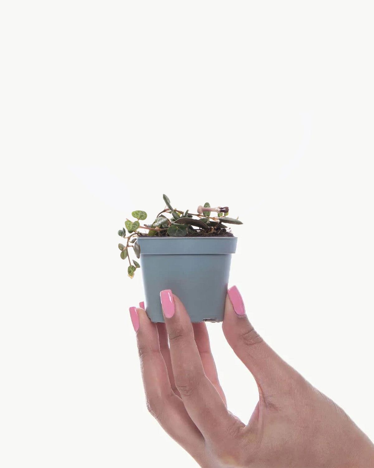 Lil' String of Hearts