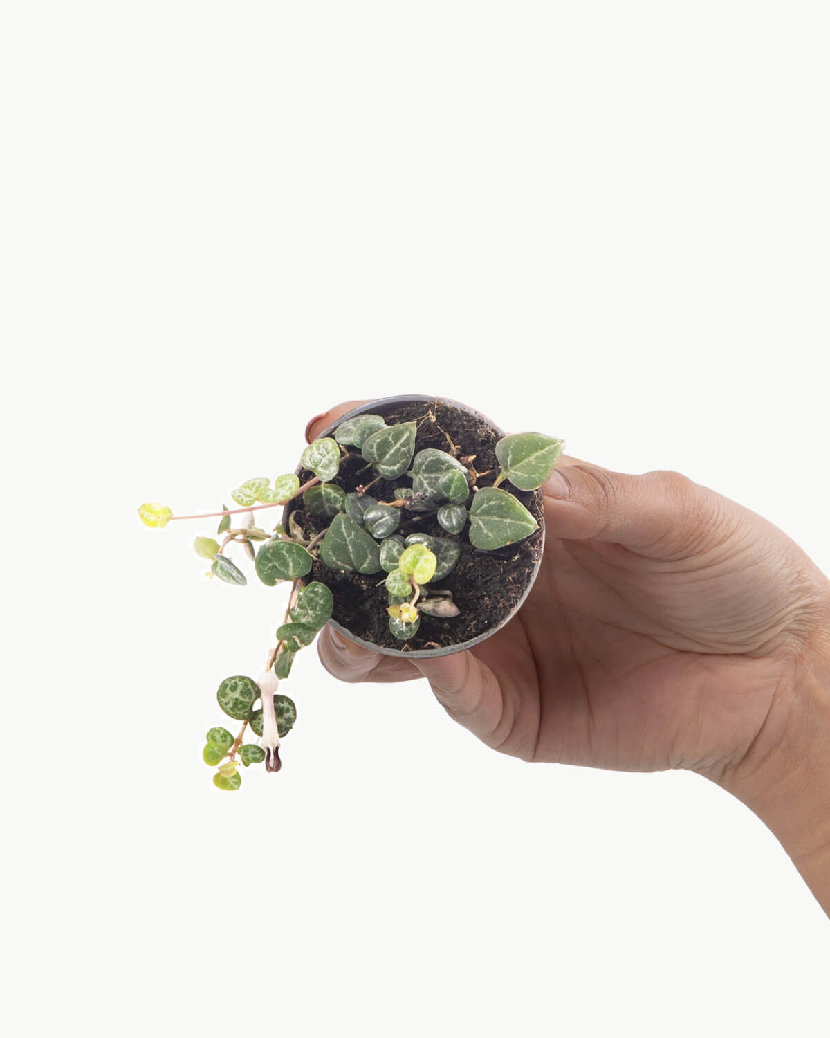 Lil' String of Hearts