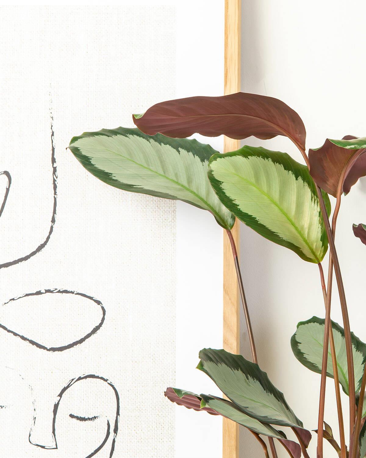 Picturata Prayer Plant