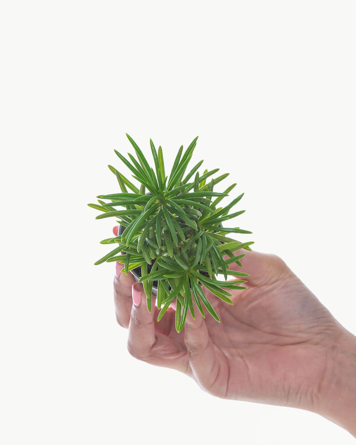 Lil' Senecio Himalaya