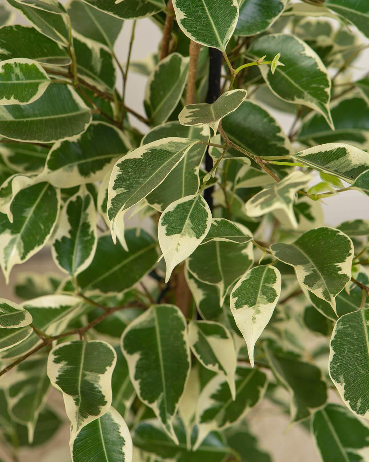 Variegated Weeping Fig