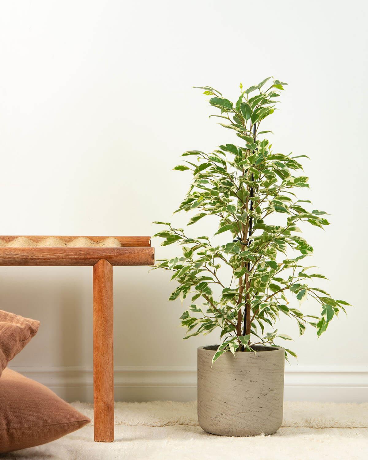 Variegated Weeping Fig