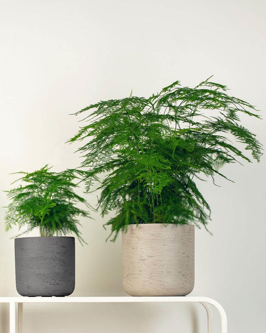 Cassie Pot and Asparagus Fern